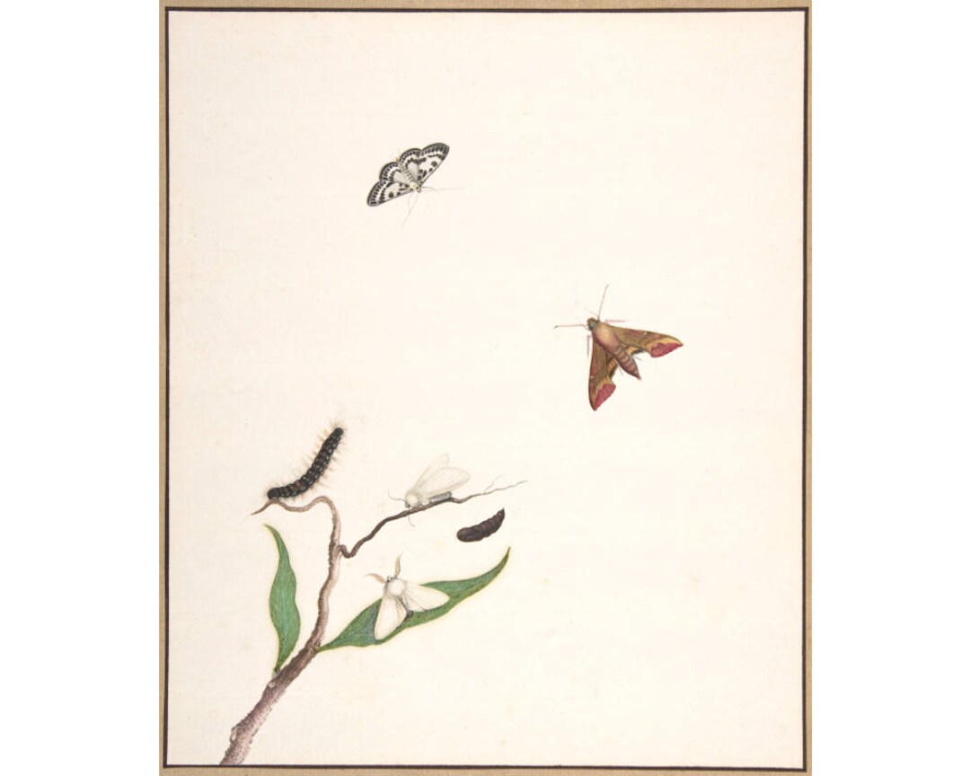 Antique Moths Painting, Moth Art Print, Insects Art, Insect Wall Art ...