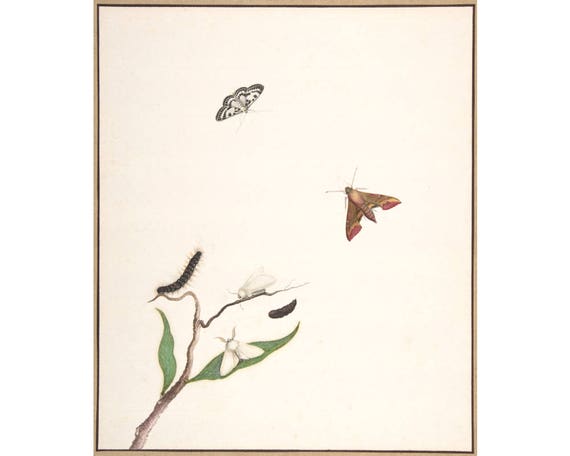 Antique moths painting, Moth art print, Insects art, Insect wall art, Antique botanical, Minimal nature art, Natural minimalist, Naturalist