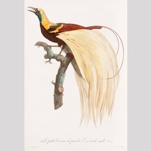 Emperor Bird of Paradise art print, Exotic birds wall art, Antique bird painting, Ornithology art, Vintage Natural History illustration