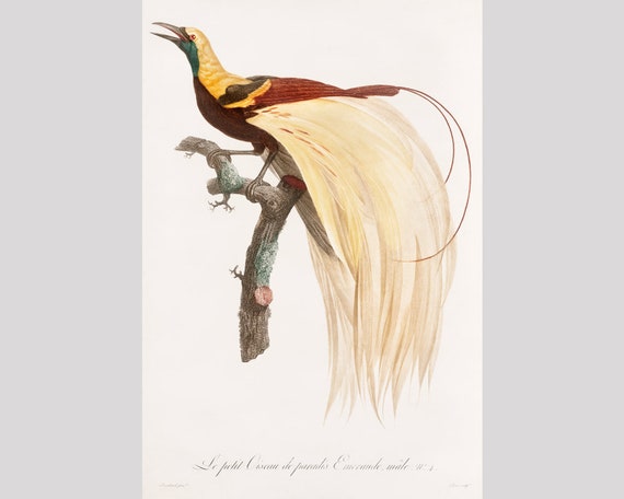 Empereur Oiseau Dart Paradis Imprimer Art Mural Oiseaux Exotiques Peinture Oiseau Antique Art Ornithologie Histoire Naturelle Vintage