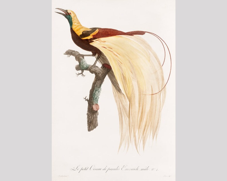 May include: A detailed illustration of a male Greater Bird-of-Paradise, a species of bird native to New Guinea. The bird is perched on a branch with its long, flowing tail feathers spread out behind it. The bird's plumage is a vibrant mix of yellow, red, and brown.