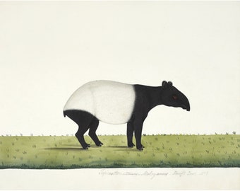 Tapir art print, Antique Indian painting of Malayan tapir, Southeast Asia wildlife illustration, Company school, Ugly cute animals wall art