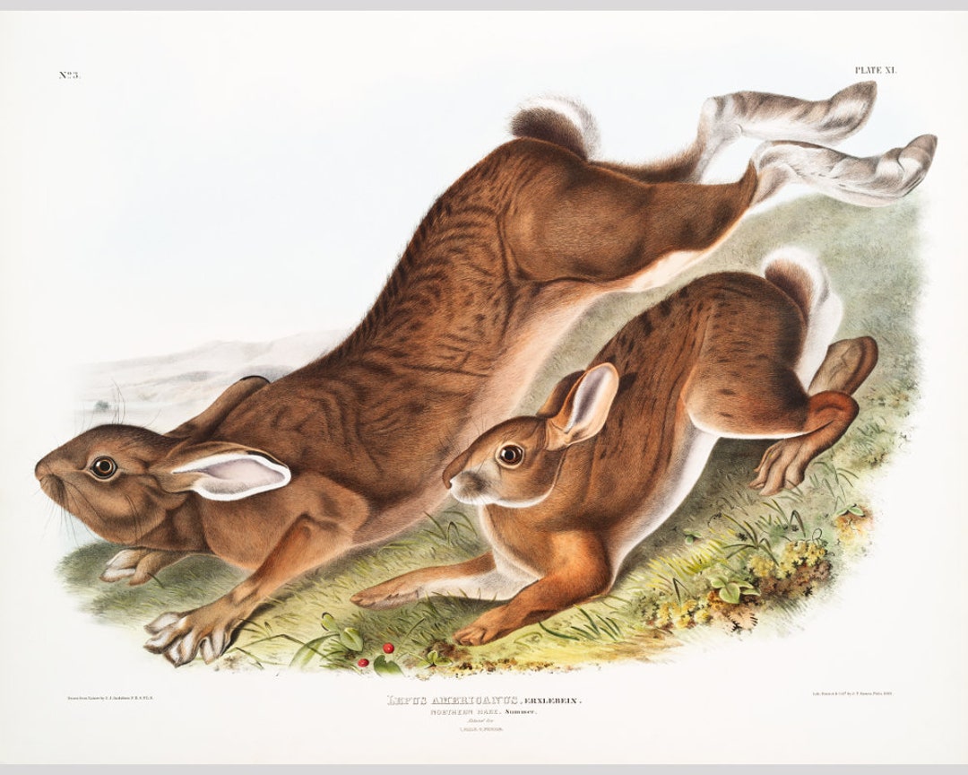 Audubon Rabbits Art Print, Snowshoe Hare, Northern Hare, Brown Rabbit ...