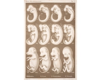 Ernst Haeckel embryos art print, Antique science art, Vintage biology, Embryonic development, Biologist art, Scientist art, Anthropogenie