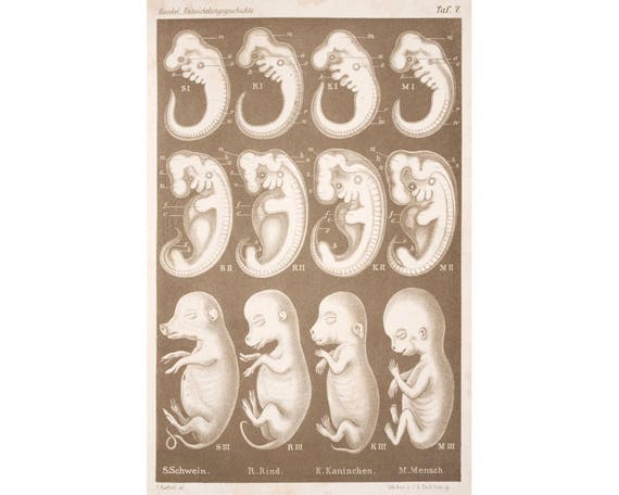 Ernst Haeckel Embryos Art Print, Antique Science Art, Vintage
