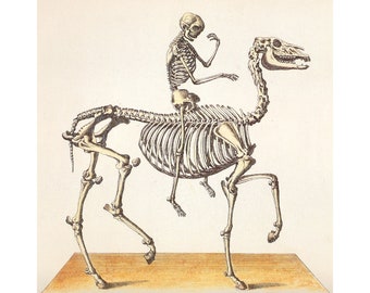 Antique anatomy art print, Human skeleton riding horse skeleton, Vintage anatomical wall art, Medical illustration, Biology art, Science art