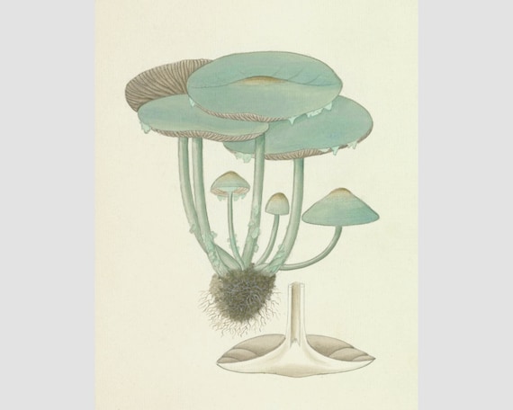 Antique blue mushrooms watercolor painting, Vintage mushroom art print, Woodland art print, Forest wall art, Nature decor, Toadstools, Fungi