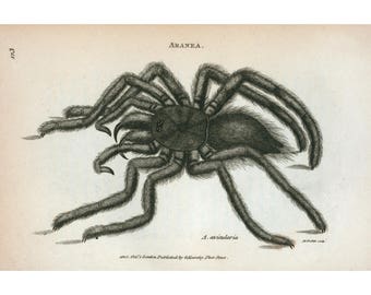 Antique tarantula art print, Spider art print, Giant tarantula, Big spider, Insect art print, Bug art print, Vintage spider, Dark animal art
