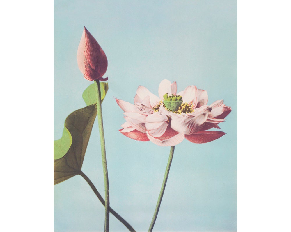 Antique Lotus Bloom Art Print, Pink Lotus Flower, Vintage