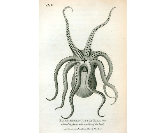 Antique octopus deals