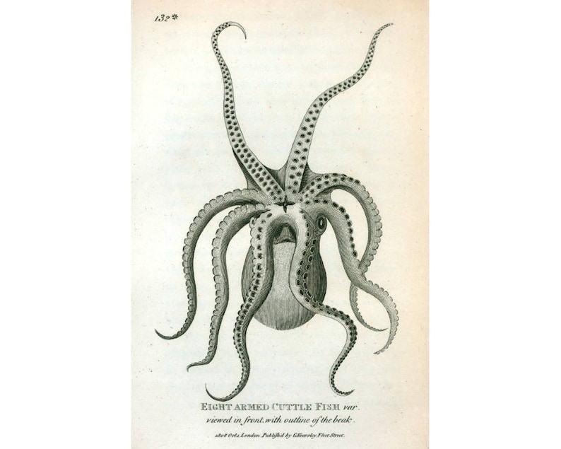 May include: A black and white illustration of an eight-armed cuttlefish viewed from the front. The illustration shows the outline of the beak. The text "EIGHT ARMED CUTTLE FISH var. viewed in front. with outline of the beak." is printed below the illustration.