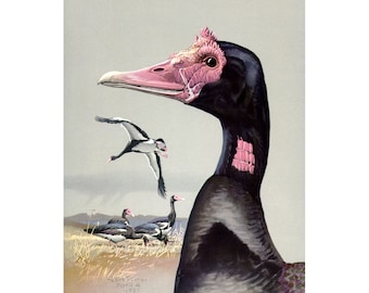 Spur-winged Goose art print, Louis Agassiz Fuertes Abyssinian Birds, Waterfowl paintings, Black goose, Exotic bird portrait, Avian art