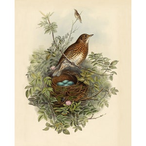 Antique bird and nest art print, Songbird wall art, Small bird painting, Nature art, Vintage wildlife illustration, Blue eggs, Wood Thrush