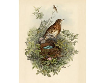 Antique bird and nest art print, Songbird wall art, Small bird painting, Nature art, Vintage wildlife illustration, Blue eggs, Wood Thrush