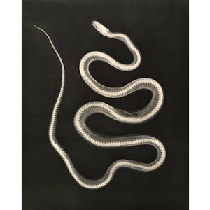 Snake art print, Snake wall art, Xray art, Snake skeleton, Anatomical animal art, Science art print, Zoology, Biology, Antique photography