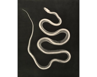 Snake art print, Snake wall art, Xray art, Snake skeleton, Anatomical animal art, Science art print, Zoology, Biology, Antique photography