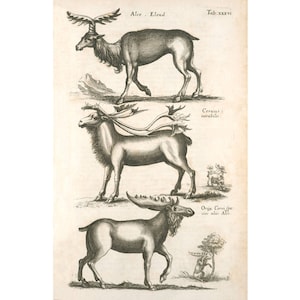 Antique animal wall art, Strange animal art print, Zoology art, Animal collection, Wildlife art, Wild animals, Moose, Elk, Deer, Antlers