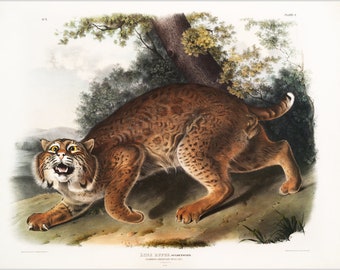 Audubon Bobcat art print, American wild cat, Vintage wildlife illustration, Old animal painting, Wild animal prints, Antique Natural History