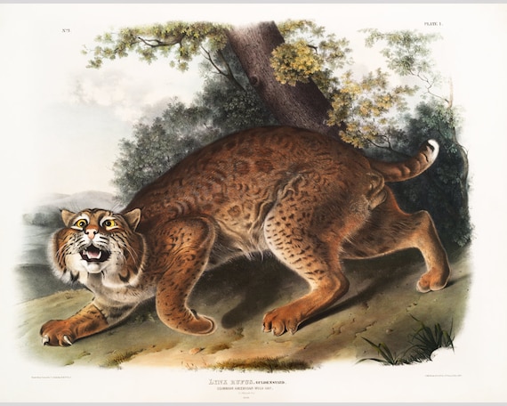 Audubon Bobcat art print, American wild cat, Vintage wildlife illustration, Old animal painting, Wild animal prints, Antique Natural History