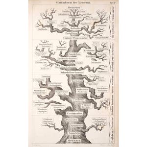 May include: A black and white illustration of a tree with branches that depict the evolutionary history of humans and other animals. The tree is labeled with the German words "Stammbaum des Menschen" which translates to "Family Tree of Man".