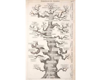 Evolutionary tree art print, Evolution art, Ernst Haeckel family tree of man, Antique science art, Vintage biological art, Human evolution
