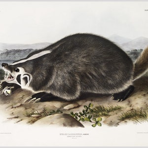 Audubon American Badger art print, Vintage wildlife wall art, Antique animal painting, Badger poster, Natural History illustration, Mammals