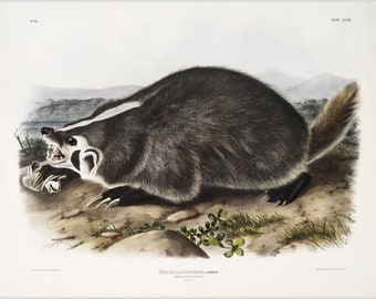 Audubon American Badger art print, Vintage wildlife wall art, Antique animal painting, Badger poster, Natural History illustration, Mammals