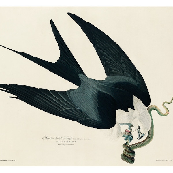 Audubon Swallow-tailed Hawk art print, Hawk and snake, Vintage bird of prey illustration, Antique hawk painting, Raptors wall art, Bird art