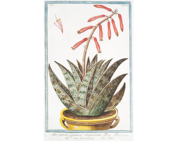 Aloe art print, Antique aloe vera plant, Succulent plants art, Potted plant  art, Houseplant art, Succulents wall art, Vintage botanical art - Etsy  sterreich