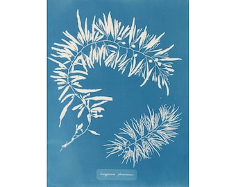 Vintage botanical art print, Antique nature art, Natural science art, Marine biology art, Seaweed, Plant life, Ocean decor, Nautical art