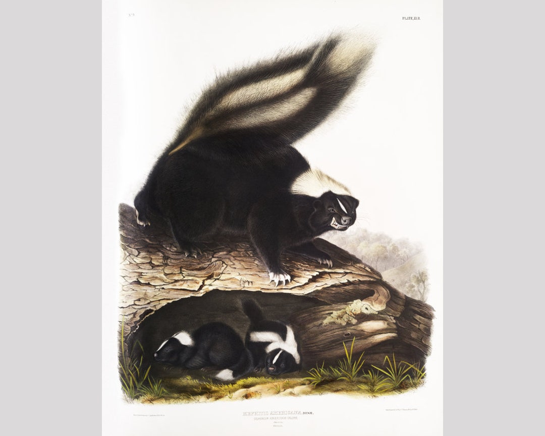 Audubon Striped Skunk Art Print, Vintage Skunk Illustration, North