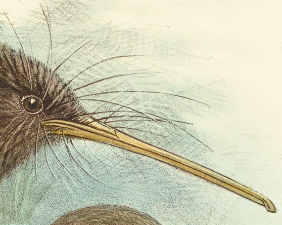 Ornithology New Zealand wildlife illustration Kiwi bird art print Antique animal wall art Vintage natural history painting Exotic birds Ornithology New Zealand wildlife illustration Kiwi bird art print Antique animal wall art Vintage natural history painting Exotic birds