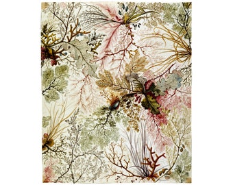 Antique botanical art print, Vintage nature wall art, Seaweed illustration, Marine life, Aquatic plants, Nautical decor, William Kilburn