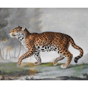 Antique leopard painting, 19th century, Vintage animal art print, Big cat wall art, Jungle cat, Wildlife watercolor, Wild animal portrait