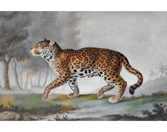 Antique leopard painting, 19th century, Vintage animal art print, Big cat wall art, Jungle cat, Wildlife watercolor, Wild animal portrait