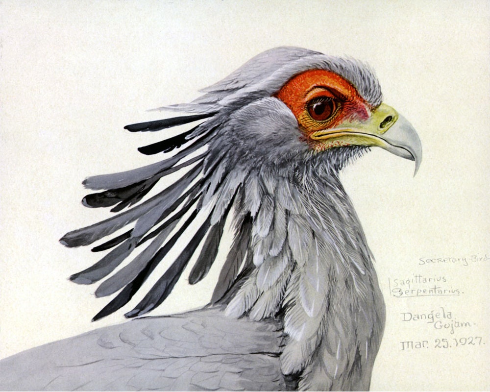 Louis Agassiz Fuertes Abyssinian Birds Art Print, Secretary Bird