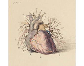 Antique Anatomical heart illustration, Vintage heart anatomy art print, Beautiful science wall art, Medical drawing, Human body art, Biology