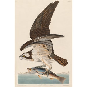 Audubon Osprey art print, Fish Hawk, Birds of America, John James Audubon, Vintage bird of prey wall art, Raptor painting, Antique nature