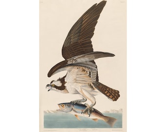 Audubon Osprey art print, Fish Hawk, Birds of America, John James Audubon, Vintage bird of prey wall art, Raptor painting, Antique nature