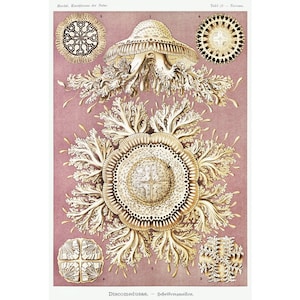 Ernst Haeckel Jellyfish art print, Discomedusae, Kunstformen der Natur, Nature wall art, Bathroom decor, Marine biology, Ocean animals