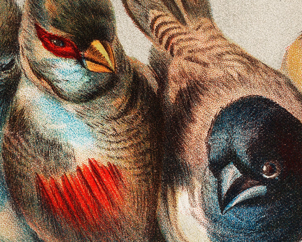 Songbirds Art Print A Perch of Birds by Hector Etsy Singapore