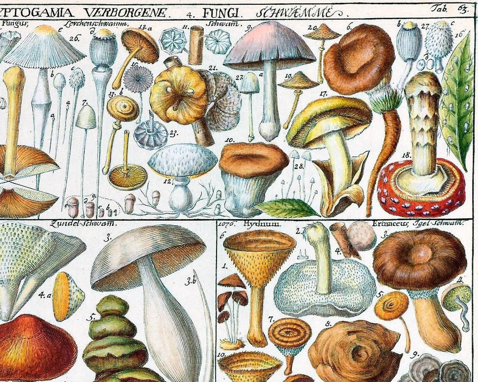 Vintage Mushroom Art Print Antique Mushrooms Poster Woodland - Etsy