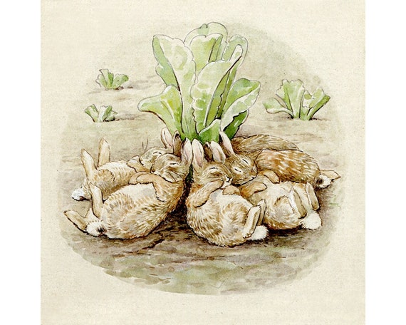 Beatrix Potter Illustration Sleeping Baby Bunnies Peter Rabbit Cabbage Patch Garden Antique Nursery Wall Art Vintage Storybook Drawing Etsy Canada