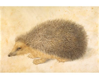 Hedgehog art print, Antique hedgehog drawing, Antique animal art, Animal artwork, Hedgehog painting, Pets, Animal wall art, Natural history