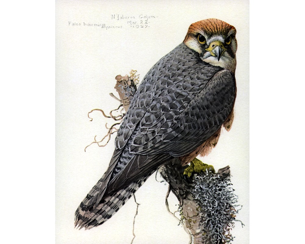 Lanner Falcon Art Print, Louis Agassiz Fuertes Abyssinian Birds
