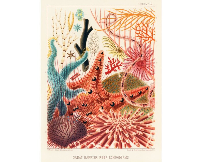 May include: A vintage illustration of various sea creatures from the Great Barrier Reef, including starfish, sea urchins, and coral. The illustration is in a detailed, colourful style and includes labels for each creature.