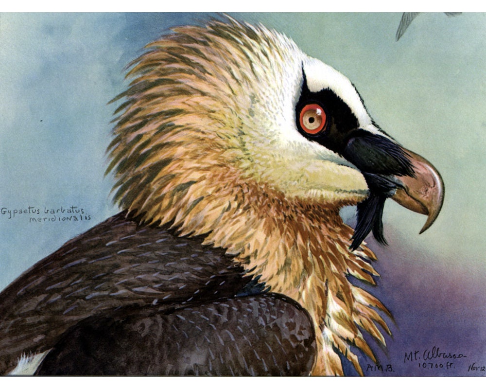 Vulture Art Print, Louis Agassiz Fuertes Abyssinian Birds