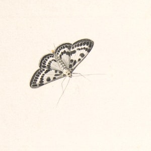 May include: A black and white moth with a spotted pattern on its wings. The moth is in flight with its wings spread.