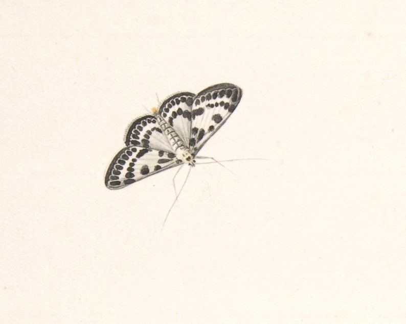 May include: A black and white moth with a spotted pattern on its wings. The moth is in flight with its wings spread.