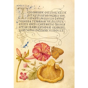 Antique mushroom art print, Kitchen wall art, Kitchen decor, Chanterelle, Butterfly, Floral, Herbal art print, Herbal wall art, Botanical